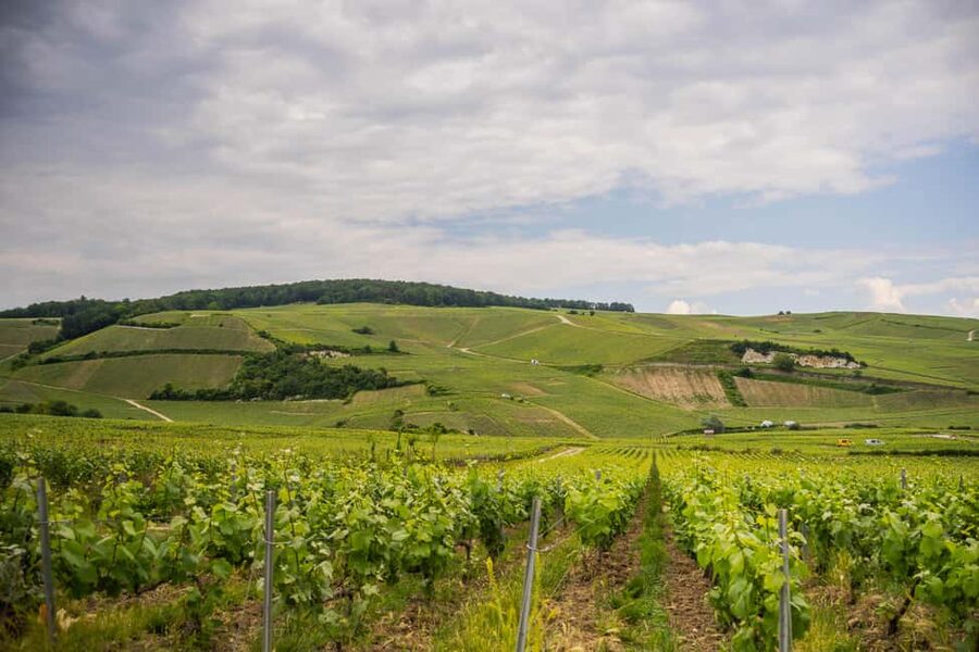 From Epernay : Champagne tasting with a vintage car - Hautvillers and the final vineyard setting