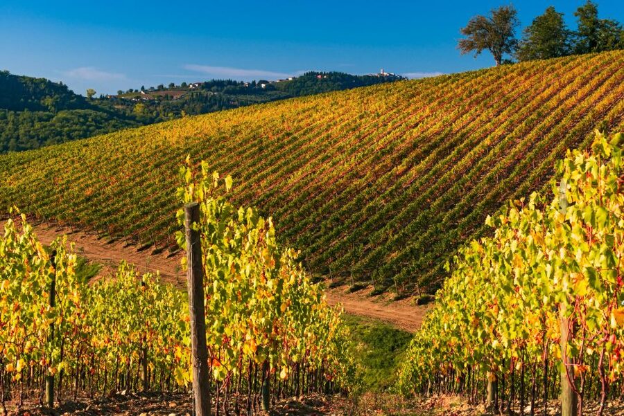 From Florence: Chianti Hills Half-Day Tour with Wine Tasting - The vinegar cellar and traditional vin santo