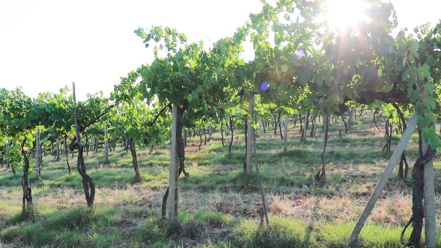 From Florence: Chianti Tour with Two Wine and Food Tastings - Guides make the bus time count