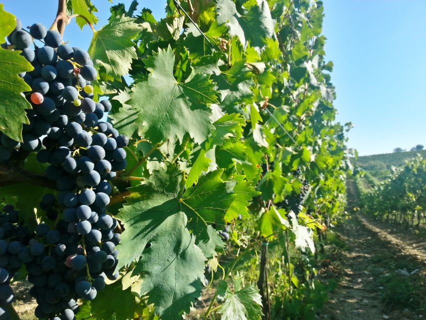 From Florence: Chianti Tour with Two Wine and Food Tastings - Comfort, walking, and accessibility