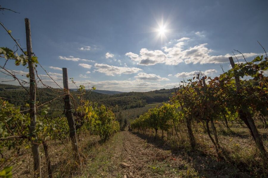 From Florence: Chianti Wine Tastings at Sunset Day Trip - Greve in Chianti and the first taste of Tuscany