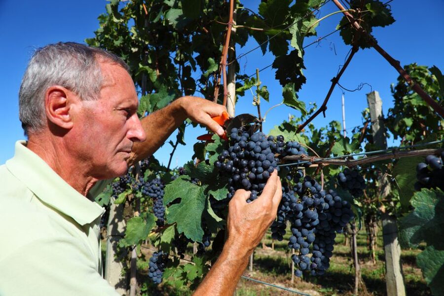 From Florence: Chianti Wine Tour with Tasting - FAQ