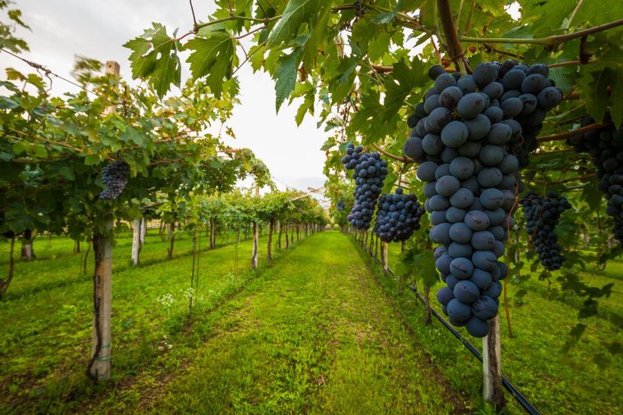From Florence: Chianti Wine Tour with Tasting - Leaving Florence for the Chianti hills