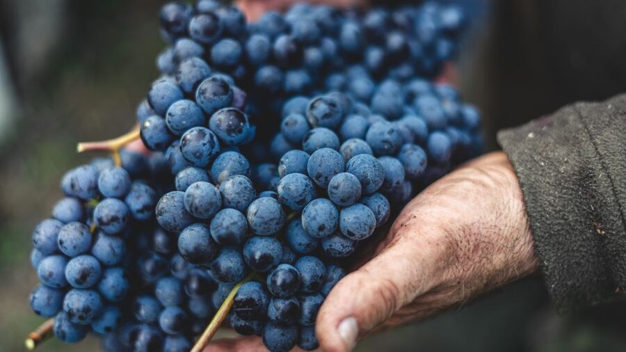 From Florence: Private Chianti Hills Tour with Tasting - Practical details that affect your decision