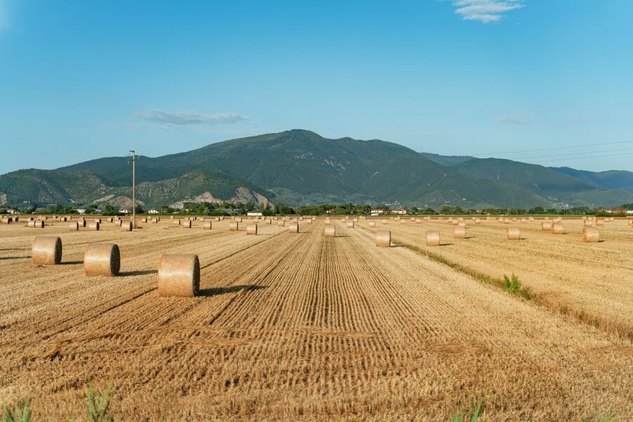 From Florence: Siena, San Gimignano, Pisa & Lunch at Winery - Should you book it?