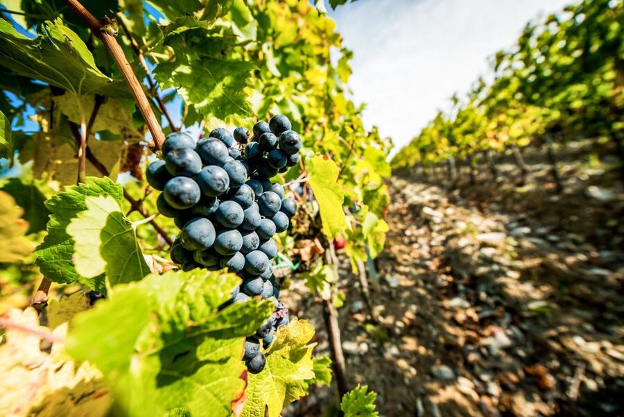 From Florence: Tuscany Wine & Food Tour with Guide - Greve in Chianti and time off the bus