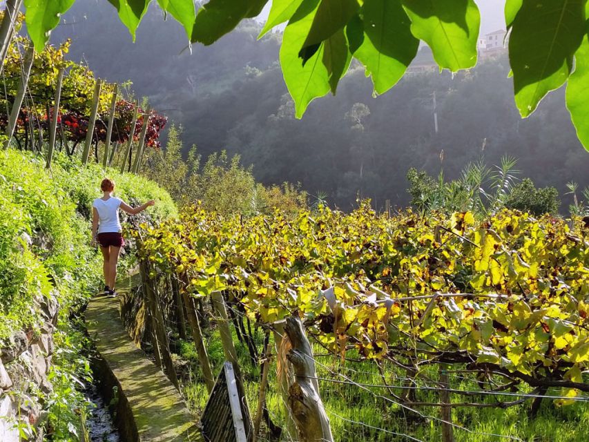 From Funchal: Full-Day Madeira Wine Tour with Lunch - Why this wine tour is different from a Funchal tasting