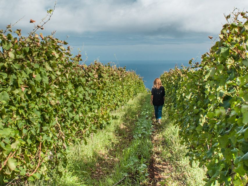 From Funchal: Full-Day Madeira Wine Tour with Lunch - Blandy’s in Funchal: begin with Madeira wine