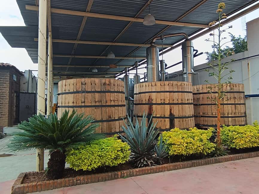 From Guadalajara: Tequila Town and Cantaritos El Guero - Who should book this day
