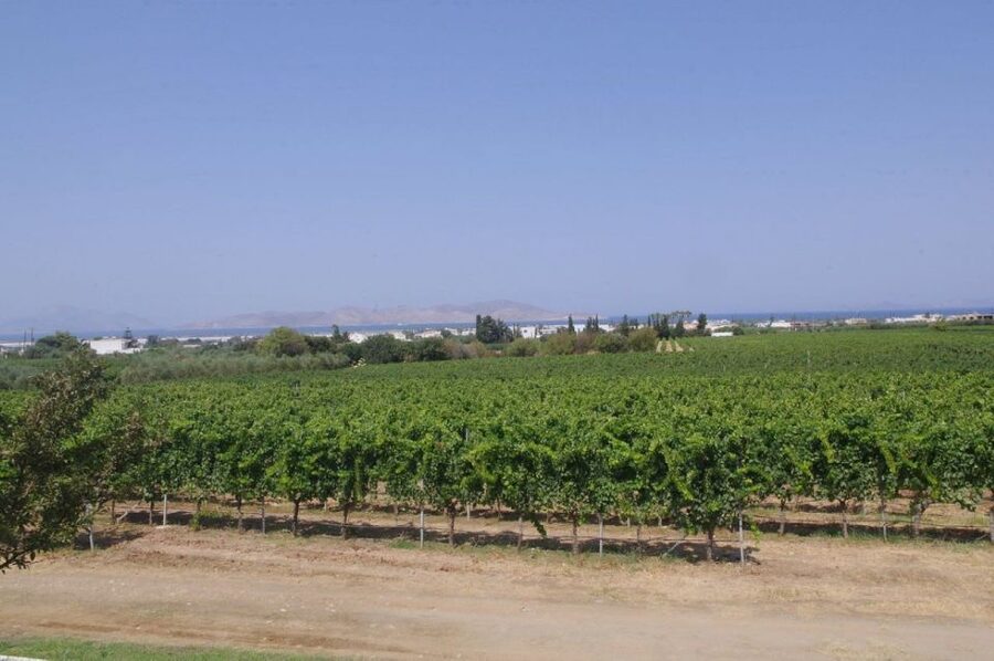 From Kos: Tour of 2 Wineries with Wine Tasting & Small Bites - Who should book this Kos winery tour?