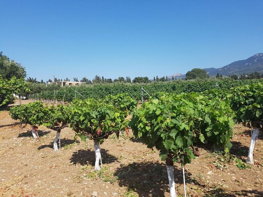 From Kos: Tour of 2 Wineries with Wine Tasting & Small Bites - Petra Marinou: a family story with a practical tasting