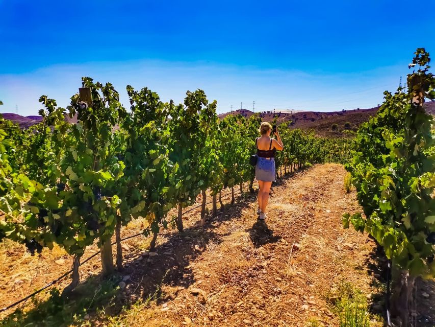 From Lagos: Small-Group 4-Hour Wine Tasting Tour - What the guides add to the outing