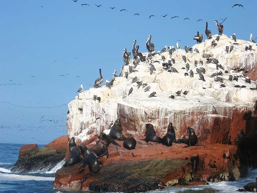 From Lima: Ballestas Islands, Huacachina, and Vineyard Tour - A Pisco vineyard in the Ica countryside