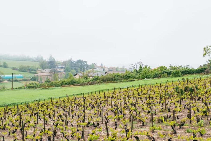 From Lyon: Golden Stones Beaujolais Wine Tasting Tour - Who should book this Beaujolais outing?