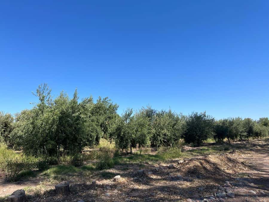 From Mendoza: 3 Wineries, Olive Oil Factory Tour & Tasting - Key points at a glance