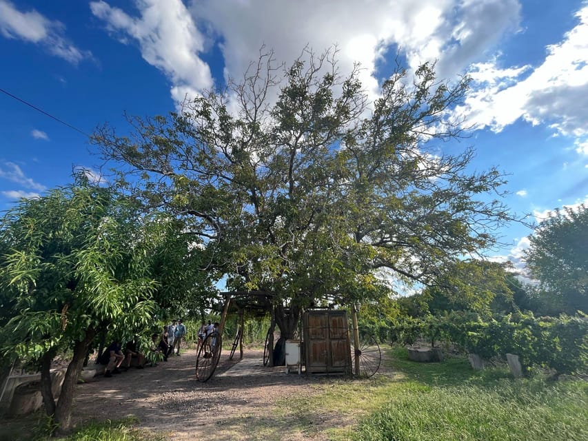 From Mendoza: 3 Wineries, Olive Oil Factory Tour & Tasting - The olive oil factory and the savory finish