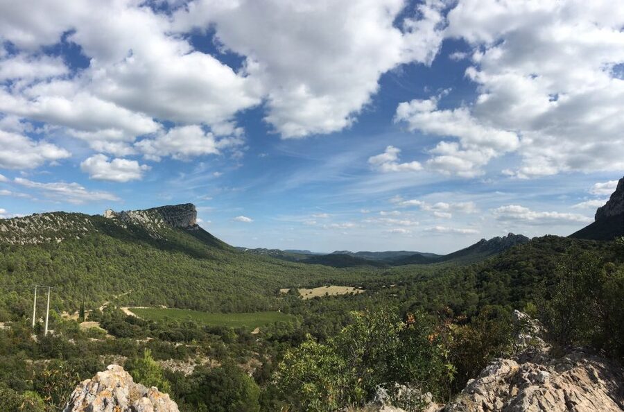 From Montpellier: Half-Day Vineyard & Pic Saint-Loup Tour - English, French, and the guide you get