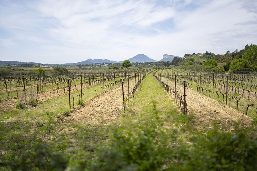 From Montpellier: Half-Day Vineyard & Pic Saint-Loup Tour - The short ride between estates