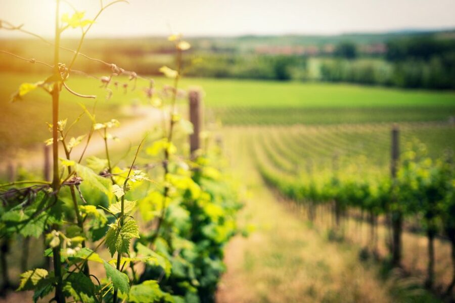 From Naples: Pompeii and Wine Tasting Tour with Lunch - Key points to know before booking
