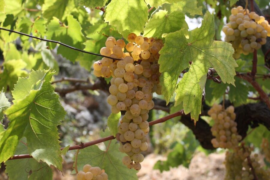 From Naples: Pompeii and Wine Tasting Tour with Lunch - Should you book the Pompeii and wine tour?