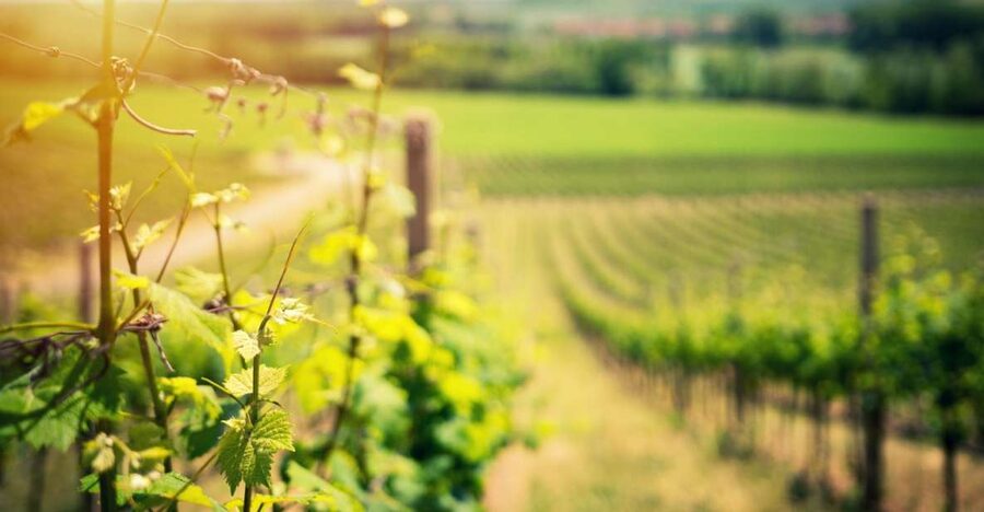 From Naples: Pompeii and Wine Tasting Tour with Lunch - The drive from Naples to the slopes of Vesuvius