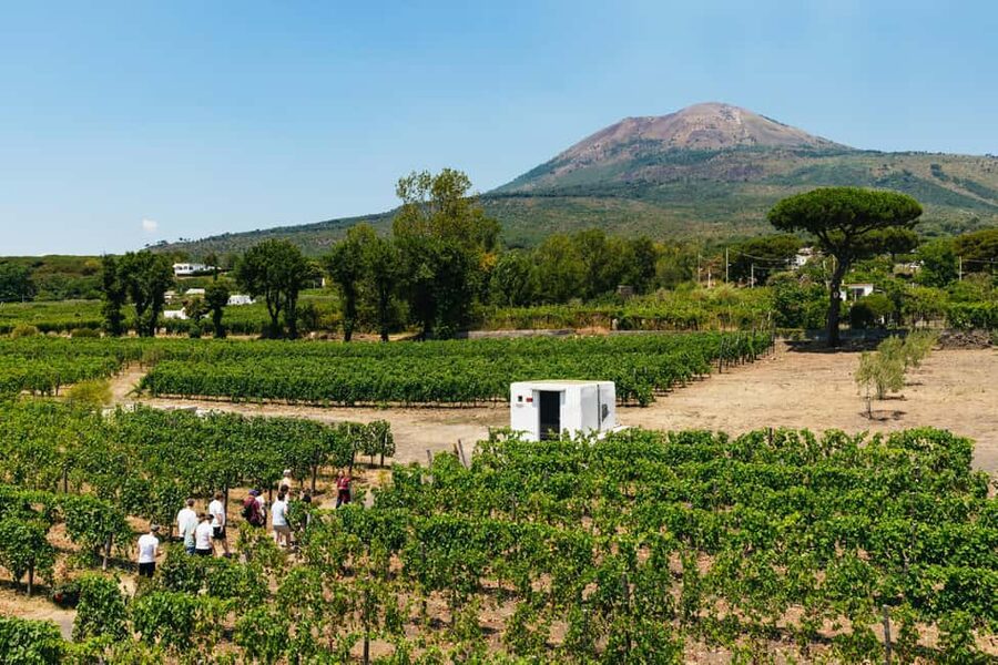 From Naples: Wine Tasting Tour on Vesuvius Slopes with Lunch - Walking through the vineyard on Mount Vesuvius