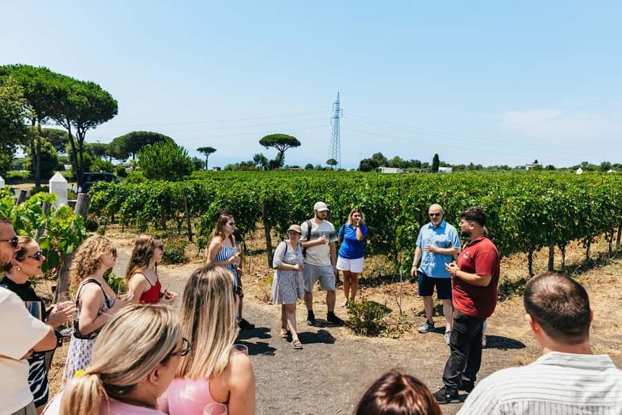 From Naples: Wine Tasting Tour on Vesuvius Slopes with Lunch - What the four hours really include