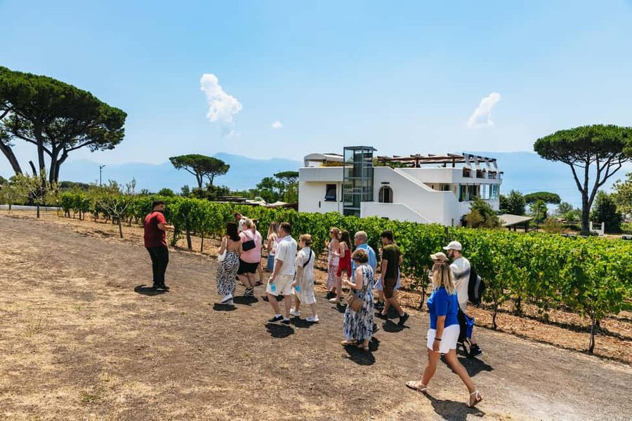 From Naples: Wine Tasting Tour on Vesuvius Slopes with Lunch - Booking details worth knowing