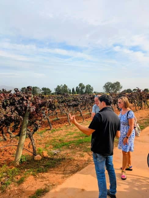 From Palma de Mallorca: Private Wine and Local Flavors Tour - Reaching the Binissalem winery