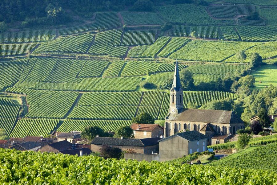 From Paris: Burgundy Region Winery Tour with Tastings - How to prepare for a full day of tastings