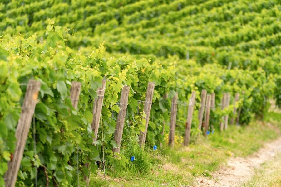 From Paris: Day Trip to Champagne with 8 Tastings & Lunch - Tasting Champagne among the vines