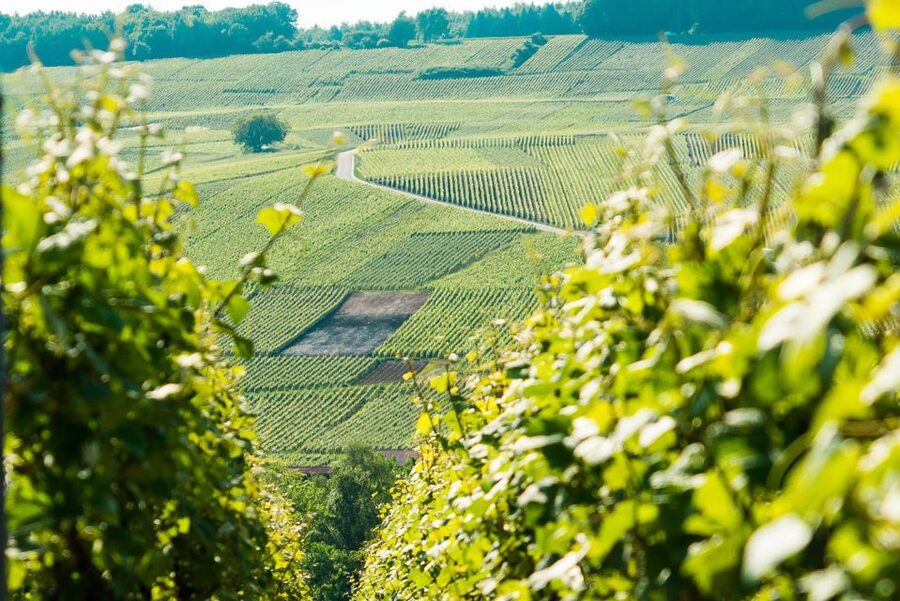 From Paris: Small-Group Champagne Day Trip with Six Tastings - Why the small and large houses make a good pair