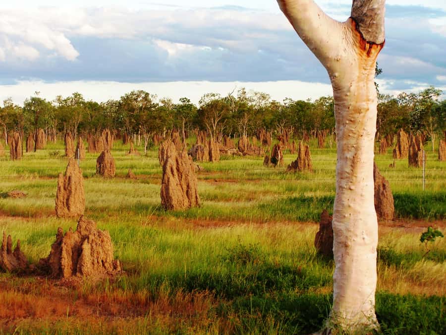 From Port Douglas: Atherton Tablelands Adventure - Gallo Dairyland: cheese on volcanic farmland