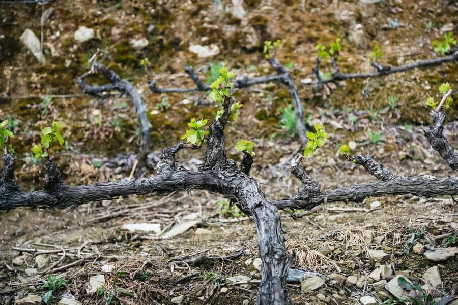 From Porto: Douro Valley Wine Tour with Lunch and Cruise - The second winery and the final return to Porto