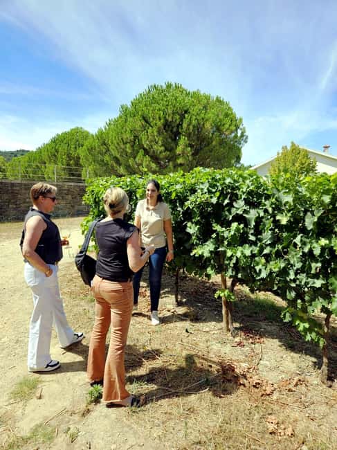 From Porto: Premium Douro Valley 4 Vineyards Tour with Lunch - Why this Douro day works well from Porto