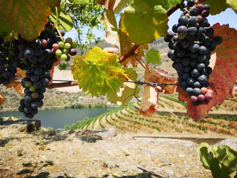 From Porto: Tastings at 2 Wineries, Chef's Lunch & Boat Tour - Small producers in Sabrosa and Pinhão