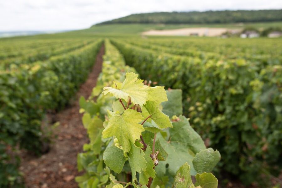 From Reims: Champagne and Family-Run Wineries Tour - The guide makes or breaks the afternoon
