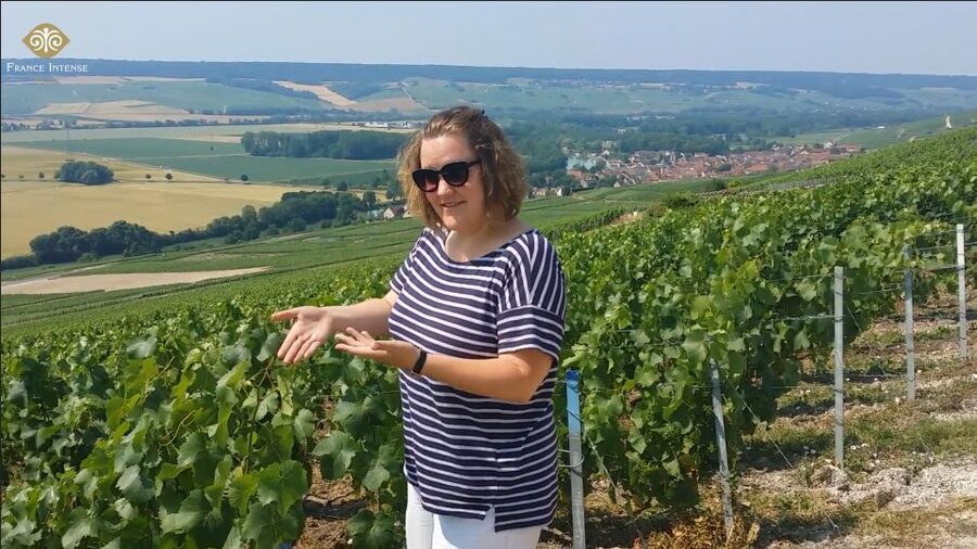 From Reims: Champagne Day Trip to 3 Family Domains & Lunch - Key points before you book