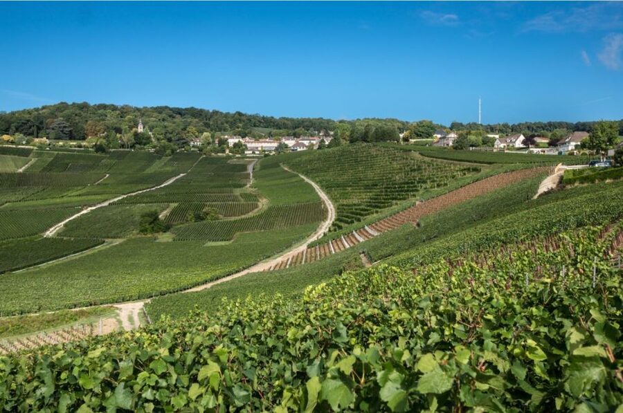 From Reims: Champagne Day Trip to 3 Family Domains & Lunch - Épernay and the Avenue de Champagne