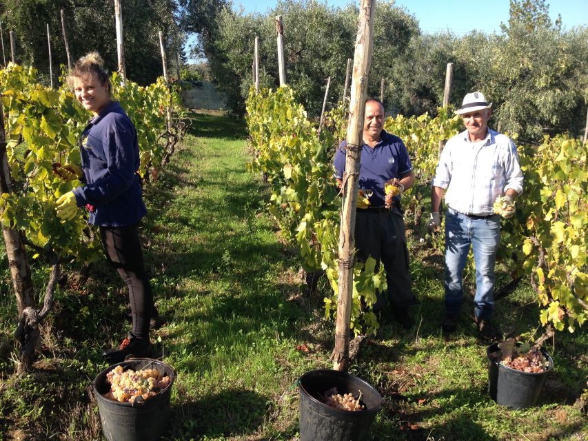 From Rome: Half-Day Frascati Wine Tour with Farmhouse Lunch - Frascati town, wine taverns, and Renaissance villas