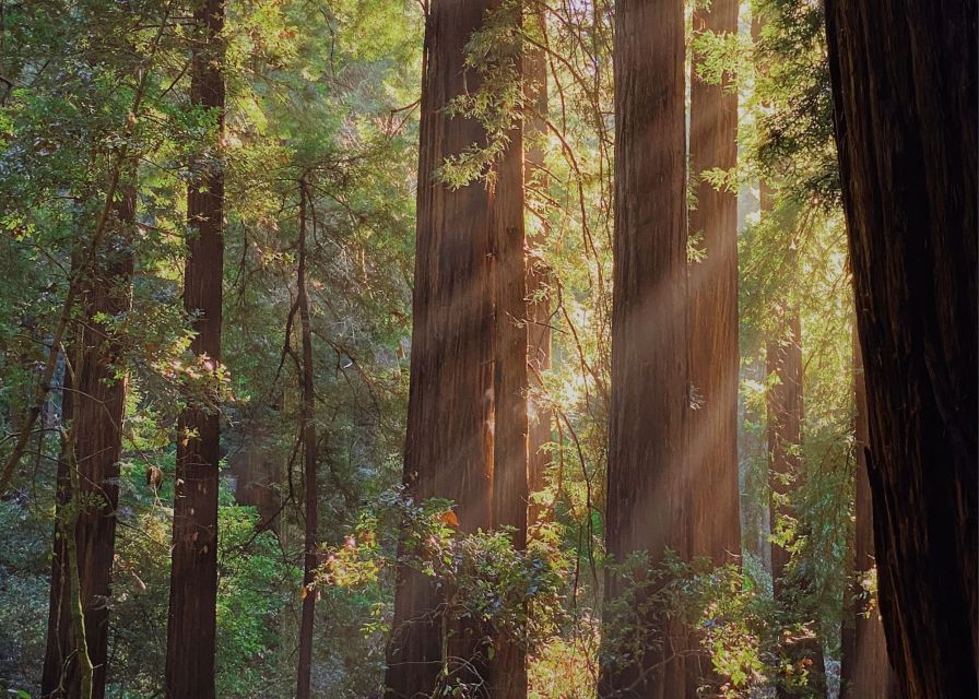 From San Francisco: Muir Woods & 3 Wineries in Napa & Sonoma - Napa and Sonoma in one day
