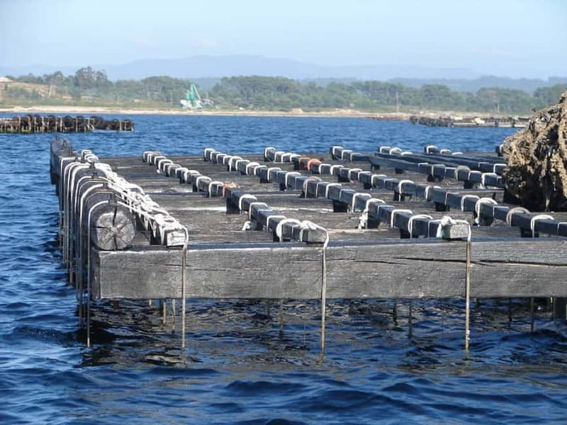 From Santiago: Rías Baixas Tour with boat trip and winery - O Grove, seafood, and the optional boat