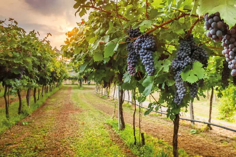 From Siena/Chianti: Dinner & Drinks in the Chianti Vineyards - Who will enjoy this Chianti dinner most?