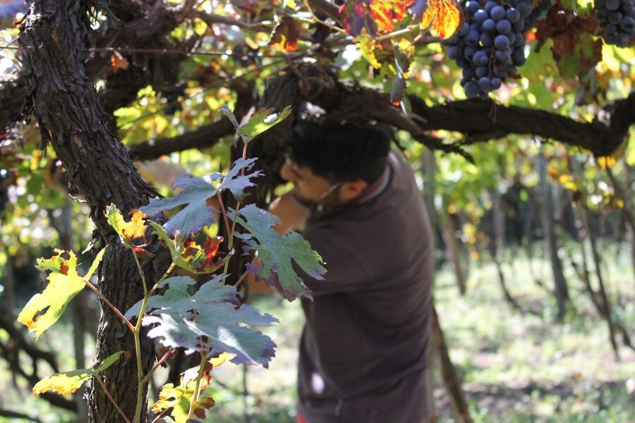 From Sorrento: Full-Day Pompeii & Wine Tasting Tour - A focused two-hour look at the ruins