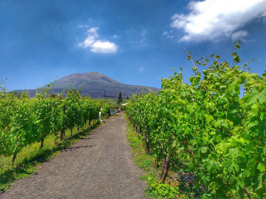 From Sorrento: Mount Vesuvius Tour with Lunch & Wine Tasting - Why this Sorrento to Vesuvius outing works