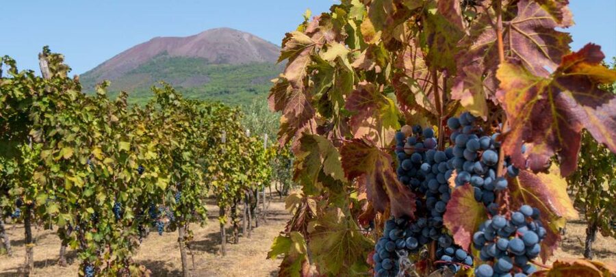 From Sorrento: Mount Vesuvius Tour with Lunch & Wine Tasting - Who should book this Vesuvius day trip?