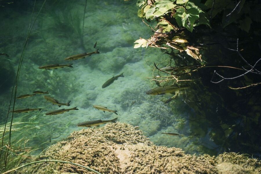 From Split: Krka Waterfalls, Food & Wine Tasting Tour - Who should book this Krka tour?