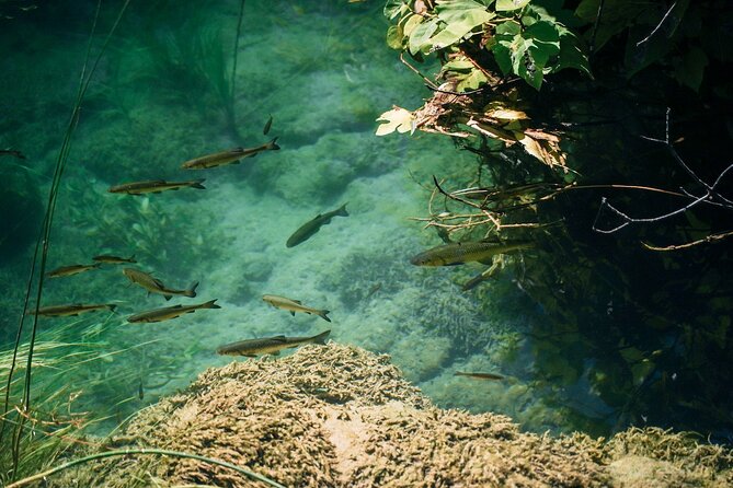From Split: Krka Waterfalls, Food & Wine Tasting Tour - A family winery in Plastovo