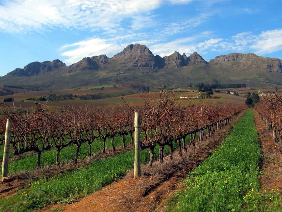 From Stellenbosch: Hop-On Hop-Off Wine Tour Southern Route - Kleine Zalze for award-winning wines
