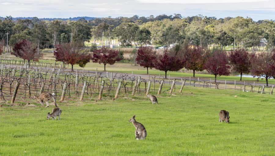 From Sydney: All Inclusive Boutique Hunter Valley Wine Tour - First and second cellar doors: a small-winery focus